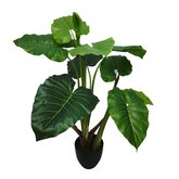 Alocasia 100cm