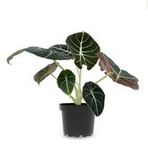 Alocasia Black Velvet