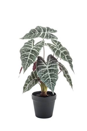 Alocasia bush 40cm in pot