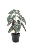 Alocasia bush 40cm in pot