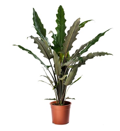 Alocasia 'Lauterbachiana'