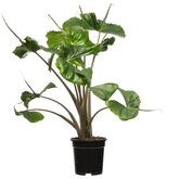 Alocasia Macror