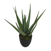 Aloe 45cm