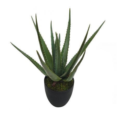 Aloe 70cm