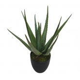 Aloe 70cm