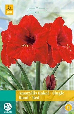 Amaryllis Rood 1st