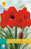 Amaryllis Rood 1st