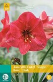 Amaryllis Roze 1st