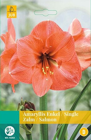 Amaryllis Zalm 1st