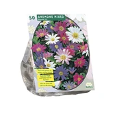 Anemone Blanda, Mix per 50