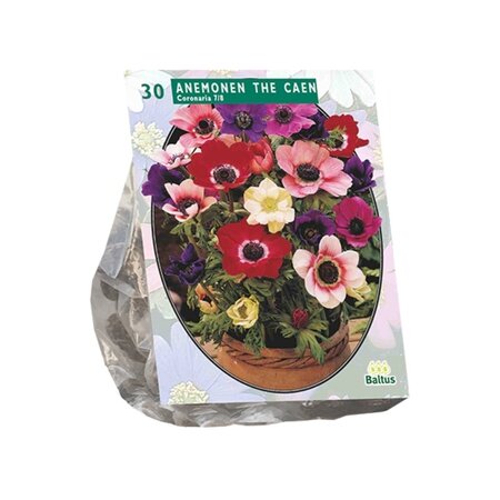 Baltus Anemone de Caen, Mix per 30