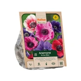 Anemone de Caen Mixed per 15