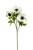 Anemone spray cream 55cm