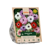 Anemone St. Brigid Mixed per 15