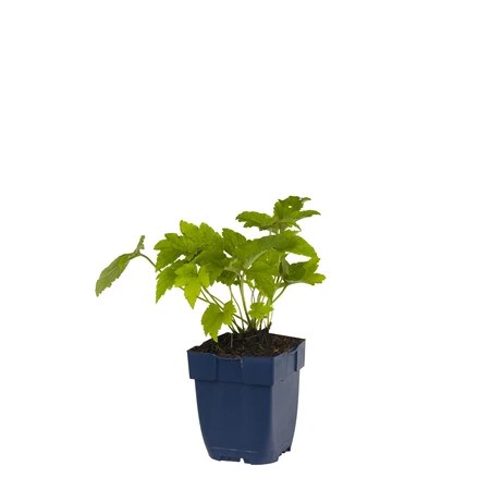 Anemone tom. 'Robustissima'