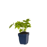 Anemone tom. 'Robustissima'