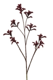 Anigozanthos spray burgundy 85cm