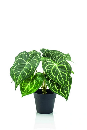 Anthurium bush in pot 23cm