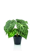 Anthurium bush in pot 23cm