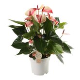 Anthurium Mistique