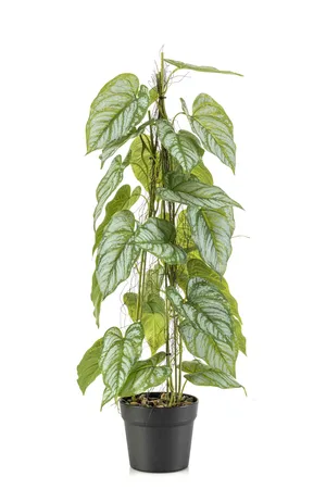 Anthurium on stem in pot 80cm