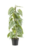 Anthurium on stem in pot 80cm