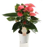 Anthurium Pink Champion