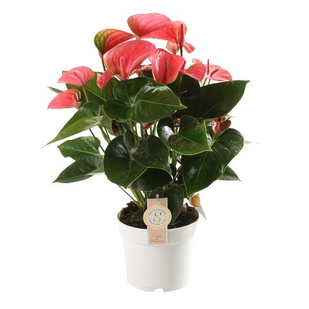 Anthurium Pink Champion