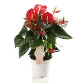 Anthurium Red Champion