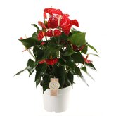 Anthurium Red Champion