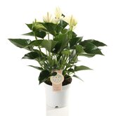 Anthurium White Champion