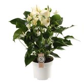 Anthurium White Champion