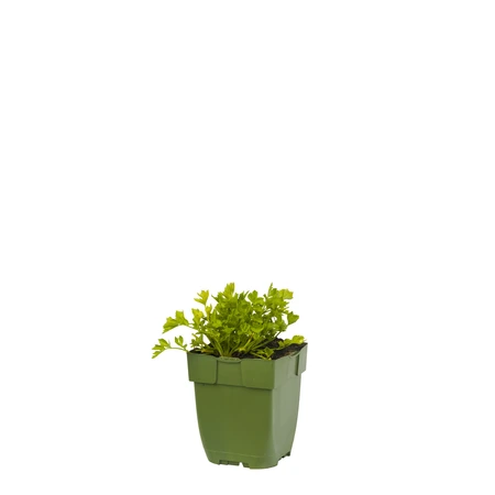 Apium graveolens - afbeelding 1