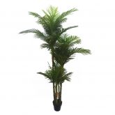 Areca Palm 210cm