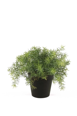 Asparagus bush 10cm lt green in bla