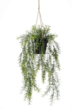 Asparagus hanging bush 50cm in pot