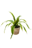 Asplenium fern bush 30cm in tc pot - afbeelding 1