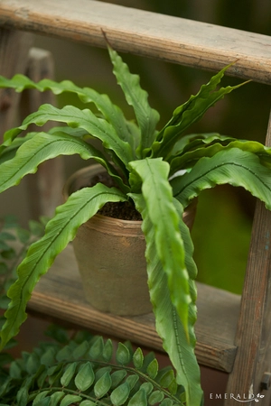 Asplenium fern bush 30cm in tc pot - afbeelding 2
