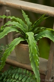 Asplenium fern bush 30cm in tc pot - afbeelding 2