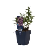 Aster (D) 'Mittelmeer' - afbeelding 2