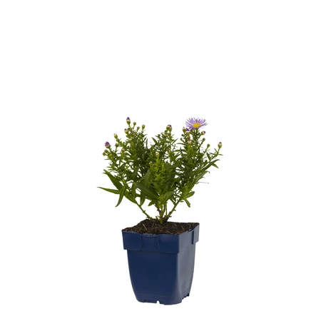 Aster 'Wood's Purple' - afbeelding 1