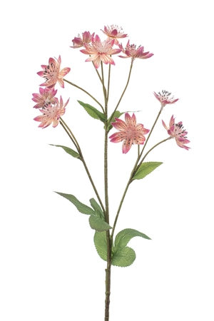 Astrantia Tak Zijde - 70cm Roze