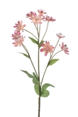 Astrantia Tak Zijde - 70cm Roze