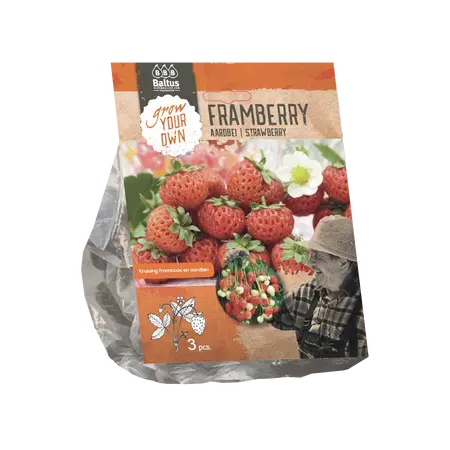 Baltus Aardbei Framberry per 3