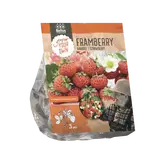 Baltus Aardbei Framberry per 3