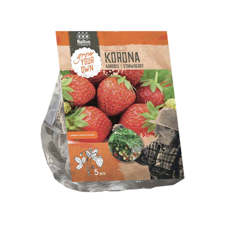 Baltus Aardbei Korona per 5