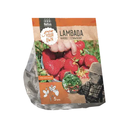 Baltus Aardbei Lambada per 5