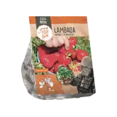Baltus Aardbei Lambada per 5