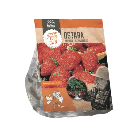 Baltus Aardbei Ostara per 5