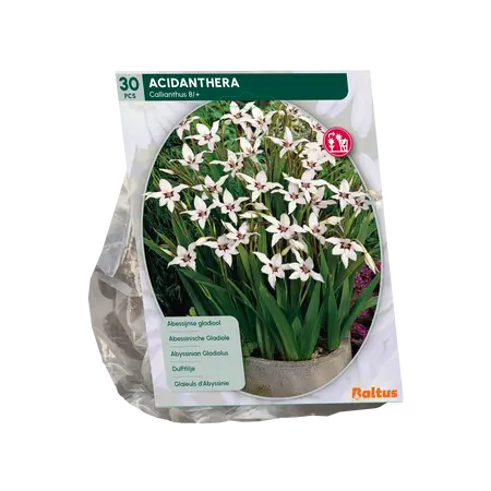 Baltus Acidanthera Bicolor per 30